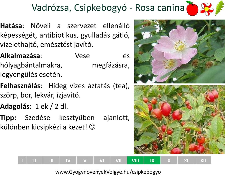 vizelethajtó, emésztést javító. Alkalmazása: Vese és hólyagbántalmakra, megfázásra, legyengülés esetén.