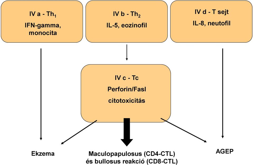 c - Tc Perforin/Fasl citotoxicitás Ekzema