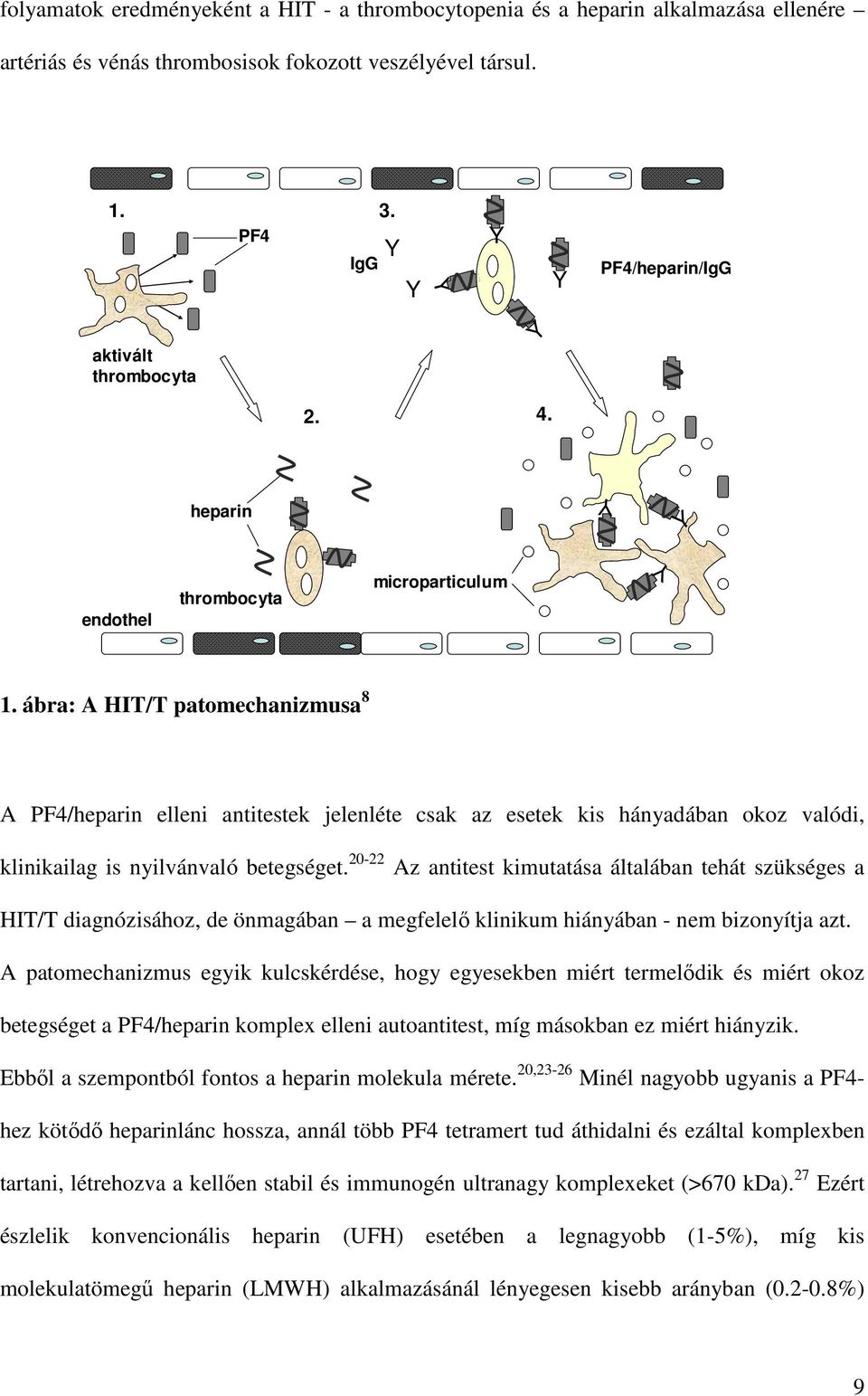 ábra: A HIT/T patomechanizmusa 8 A PF4/heparin elleni antitestek jelenléte csak az esetek kis hányadában okoz valódi, klinikailag is nyilvánvaló betegséget.