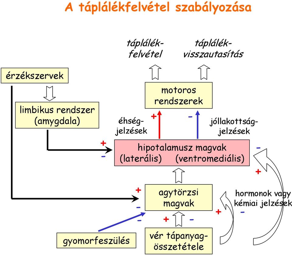 gyomorfeszülés motoros rendszerek + - éhségjelzések hipotalamusz magvak