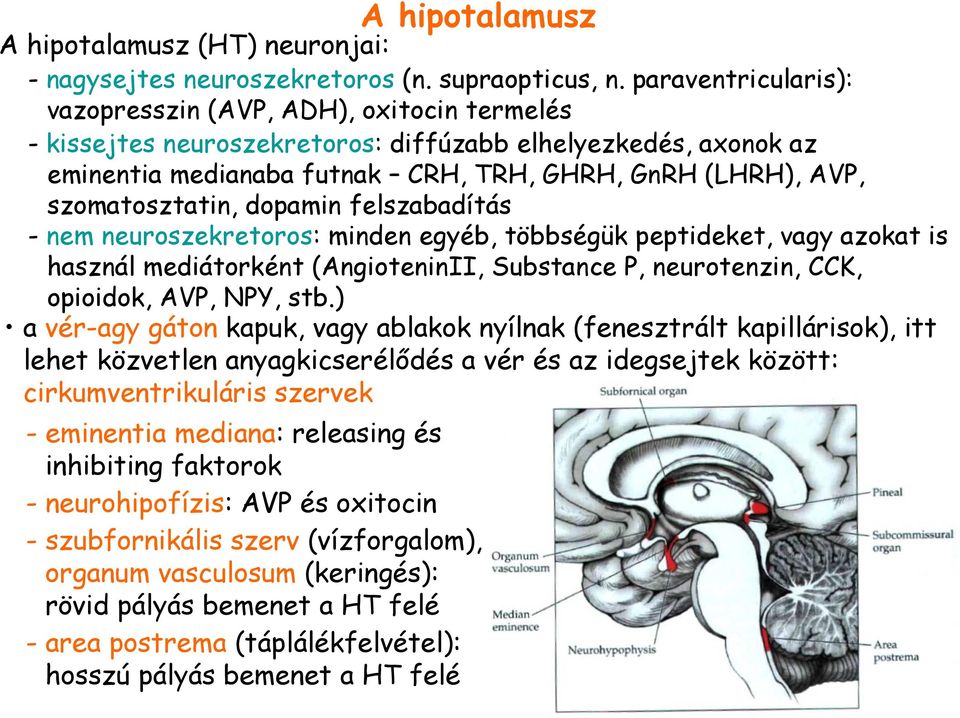 szomatosztatin, dopamin felszabadítás - nem neuroszekretoros: minden egyéb, többségük peptideket, vagy azokat is használ mediátorként (AngioteninII, Substance P, neurotenzin, CCK, opioidok, AVP, NPY,