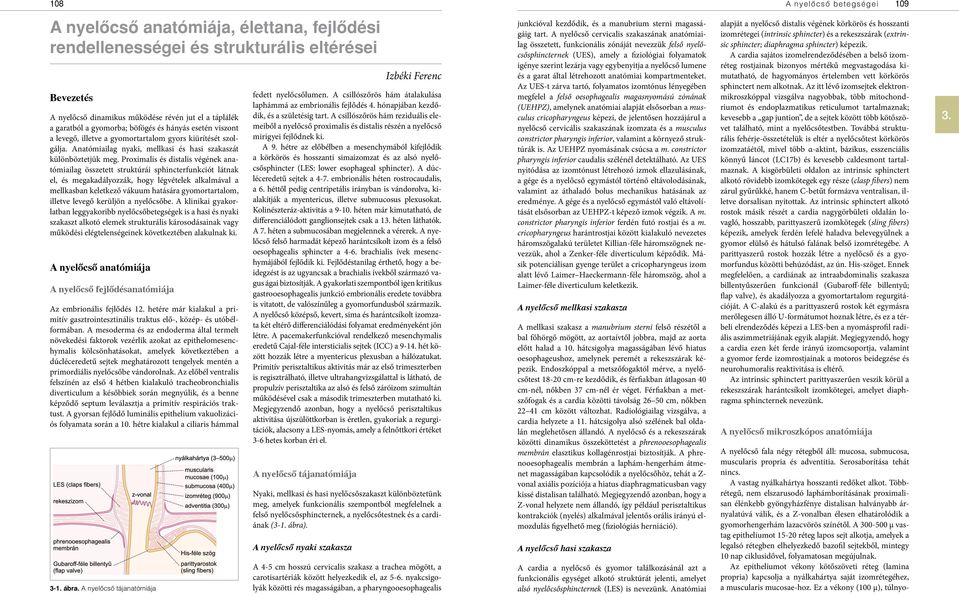 Proximalis és distalis végének anatómiailag összetett struktúrái sphincterfunkciót látnak el, és megakadályozzák, hogy légvételek alkalmával a mellkasban keletkező vákuum hatására gyomortartalom,