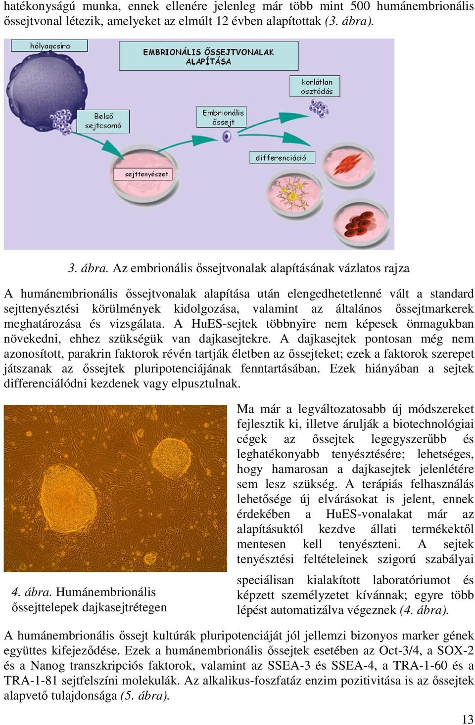 Az embrionális őssejtvonalak alapításának vázlatos rajza A humánembrionális őssejtvonalak alapítása után elengedhetetlenné vált a standard sejttenyésztési körülmények kidolgozása, valamint az
