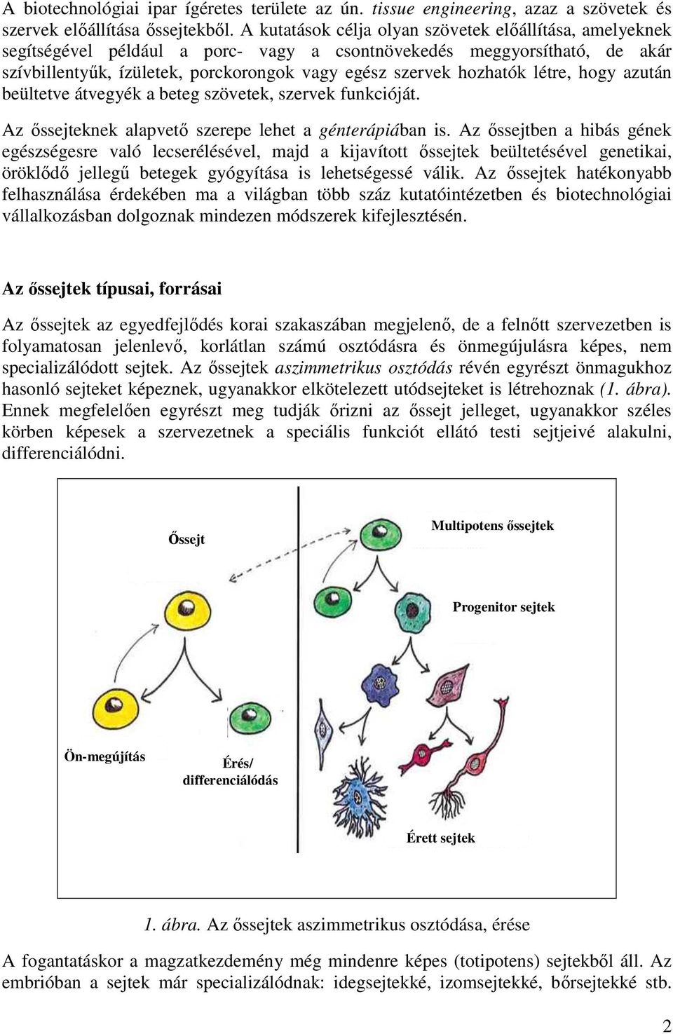 létre, hogy azután beültetve átvegyék a beteg szövetek, szervek funkcióját. Az őssejteknek alapvető szerepe lehet a génterápiában is.