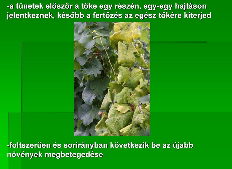 egész tőkére kiterjed -foltszerűen és
