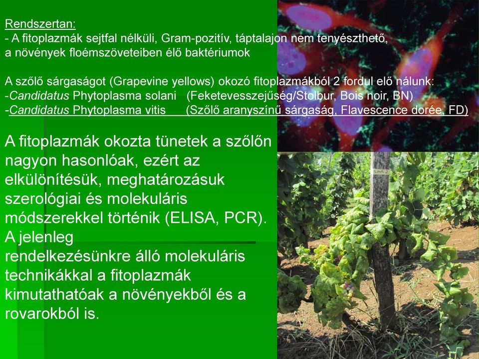 vitis (Szőlő aranyszínű sárgaság, Flavescence dorée, FD) A fitoplazmák okozta tünetek a szőlőn nagyon hasonlóak, ezért az elkülönítésük, meghatározásuk