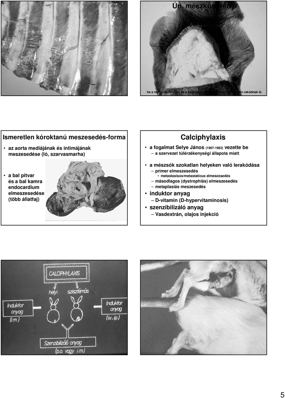 szokatlan helyeken való lerakódása a bal pitvar és a bal kamra endocardium elmeszesedése (több állatfaj) primer elmeszesedés metastasisos/metastaticus