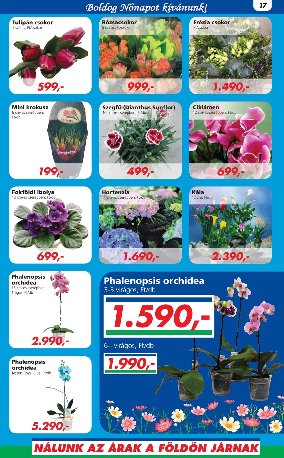 (Dianthus Sunflor) 10 cm-es cserépben, Ft/db Ciklámen 12 cm-es cserépben, Ft/db Fokföldi ibolya 12 cm-es cserépben, Ft/db Hortenzia 11 cm-es
