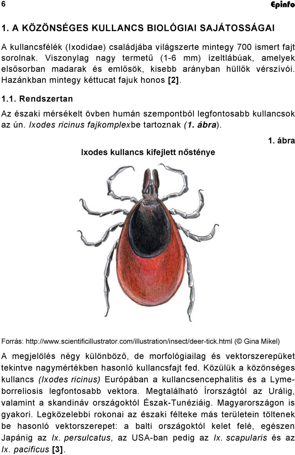 Ixodes ricinus fajkomplexbe tartoznak (1. ábra). Ixodes kullancs kifejlett nősténye 1. ábra Forrás: http://www.scientificillustrator.com/illustration/insect/deer-tick.