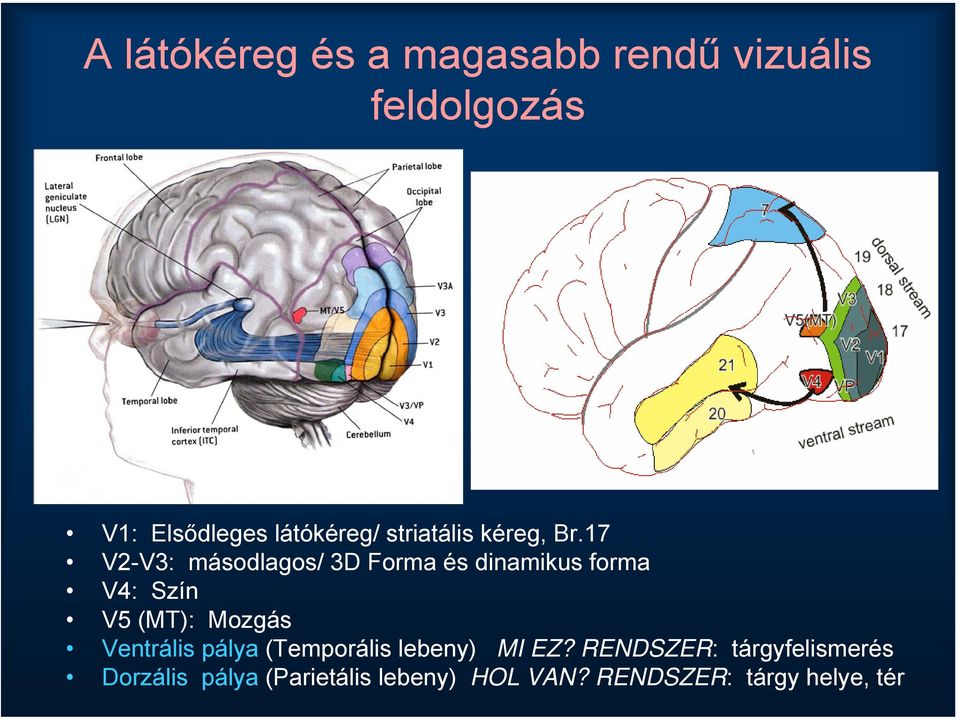 17 V2-V3: másodlagos/ 3D Forma és dinamikus forma V4: Szín V5 (MT): Mozgás