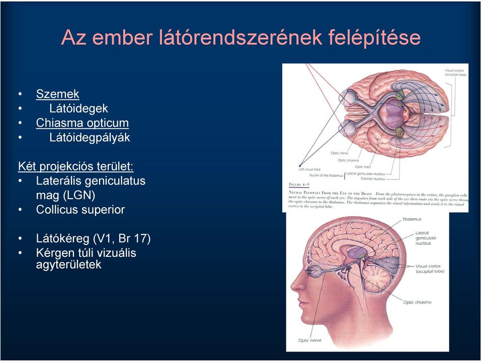 projekciós terület: Laterális geniculatus mag (LGN)