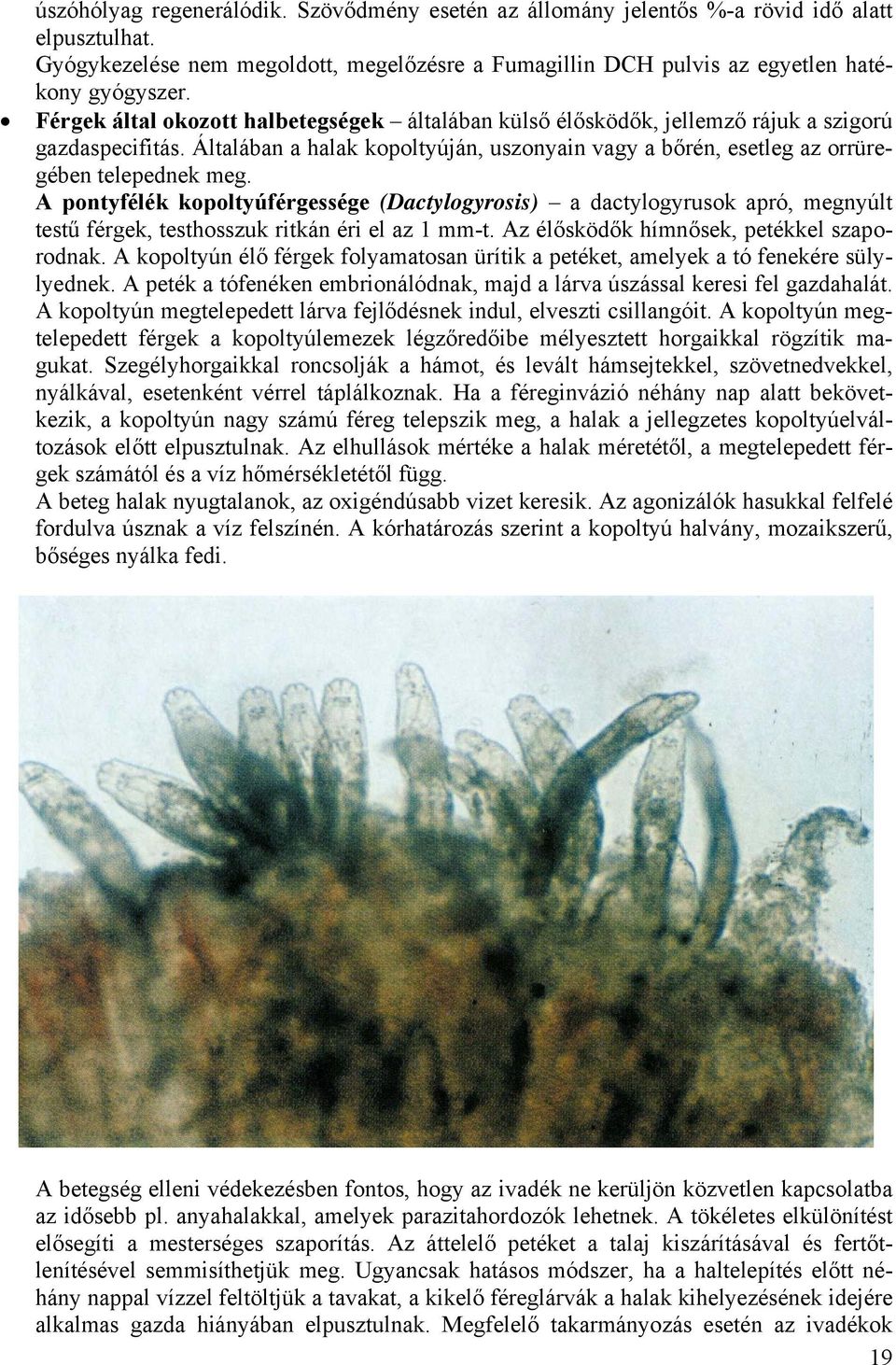 A pontyfélék kopoltyúférgessége (Dactylogyrosis) a dactylogyrusok apró, megnyúlt testű férgek, testhosszuk ritkán éri el az 1 mm-t. Az élősködők hímnősek, petékkel szaporodnak.