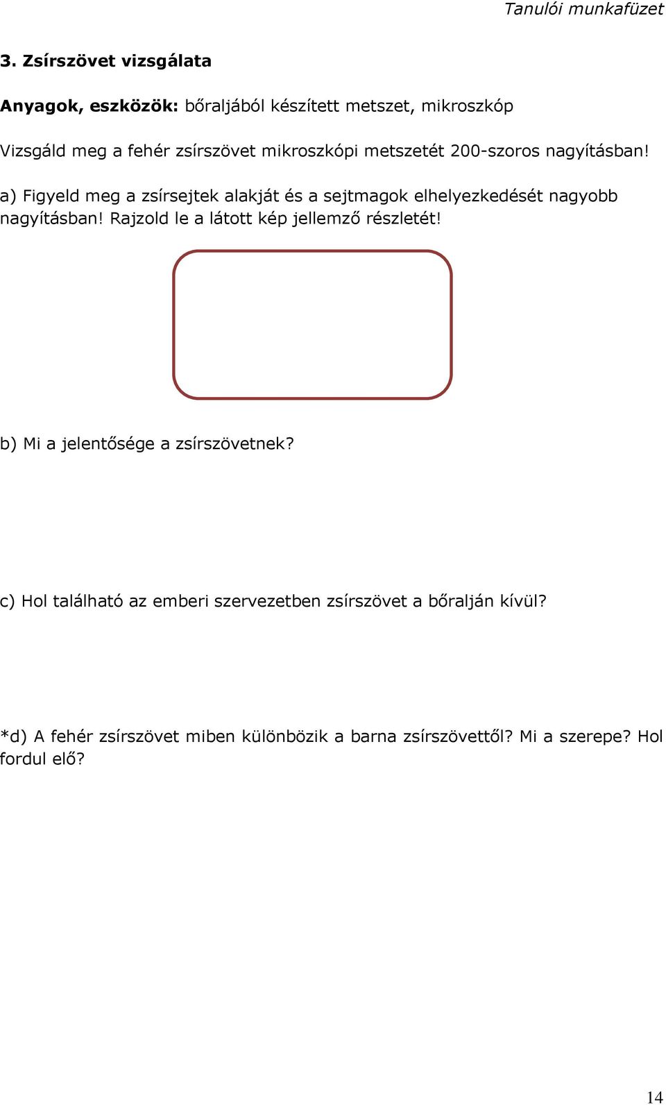 a) Figyeld meg a zsírsejtek alakját és a sejtmagok elhelyezkedését nagyobb nagyításban!