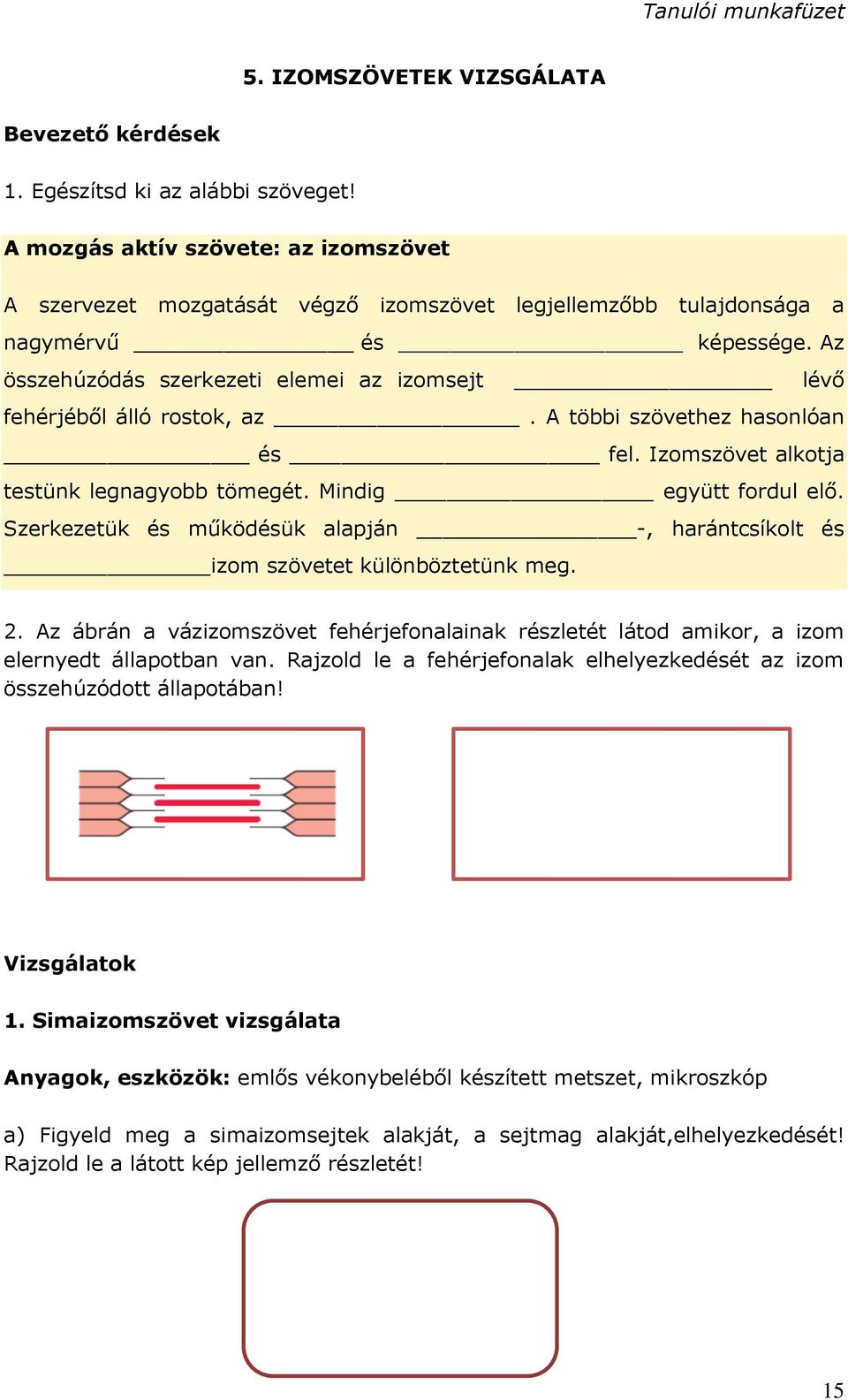 Az összehúzódás szerkezeti elemei az izomsejt lévő fehérjéből álló rostok, az. A többi szövethez hasonlóan és fel. Izomszövet alkotja testünk legnagyobb tömegét. Mindig együtt fordul elő.