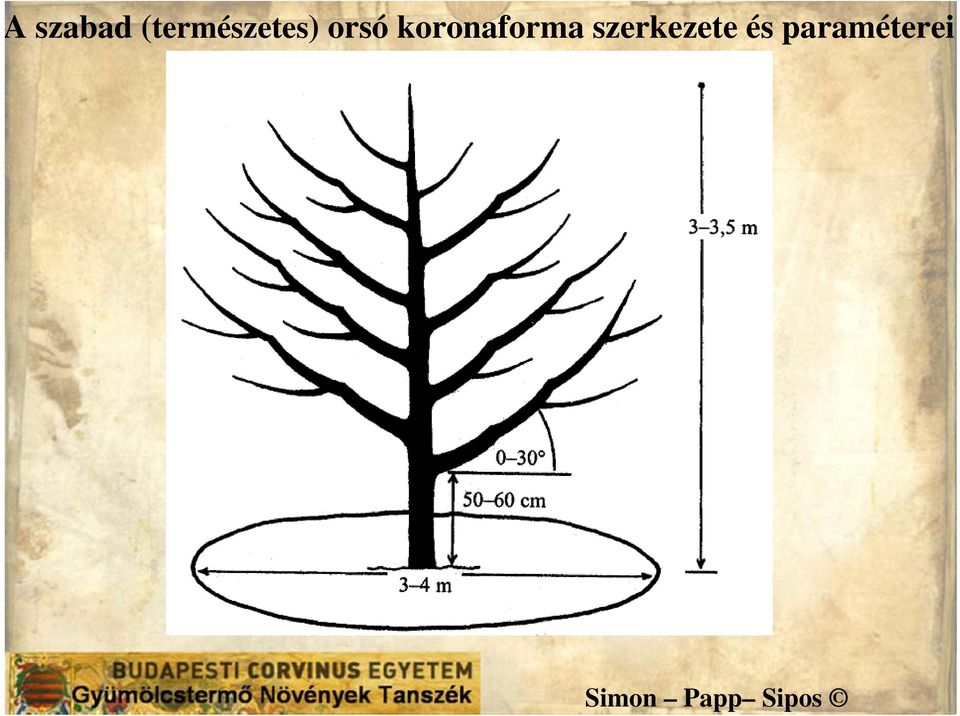 orsó koronaforma