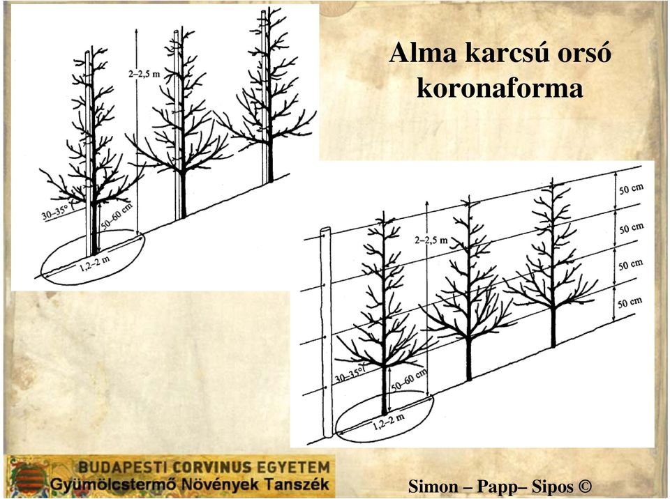 orsó