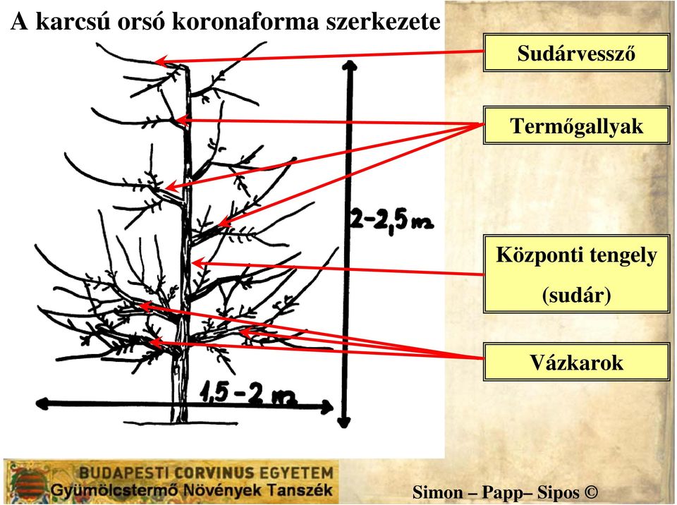 Sudárvessző