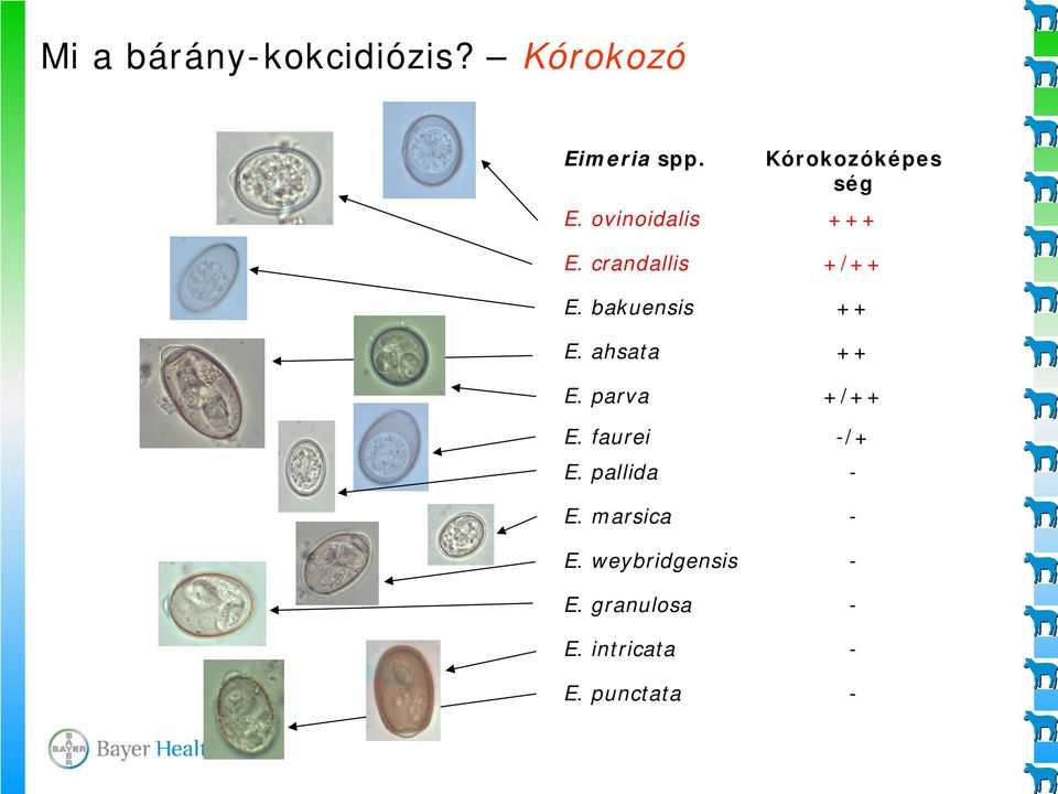 bakuensis ++ E. ahsata ++ E. parva +/++ E. faurei -/+ E.