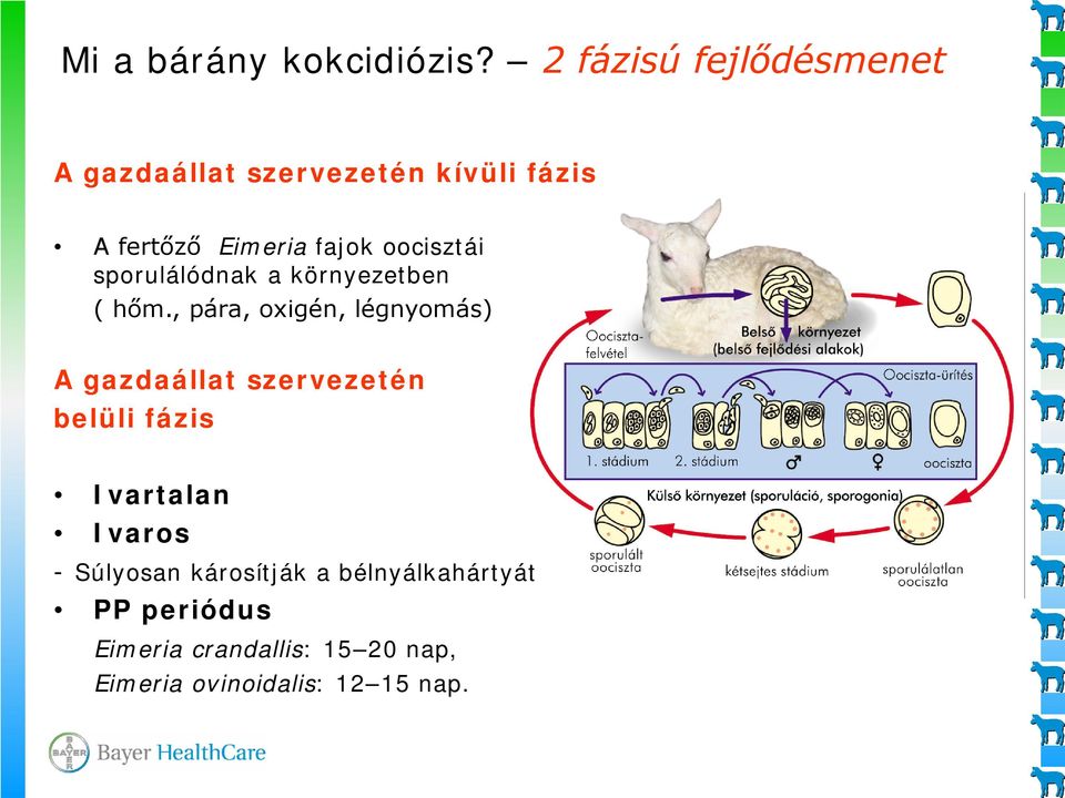 oocisztái sporulálódnak a környezetben ( hőm.