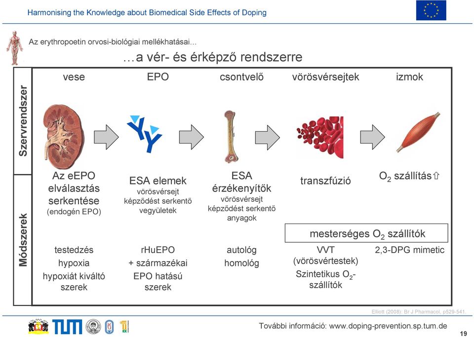 vegyületek rhuepo + származékai EPO hatású szerek ESA érzékenyítők vörösvérsejt képződést serkentő anyagok autológ homológ transzfúzió