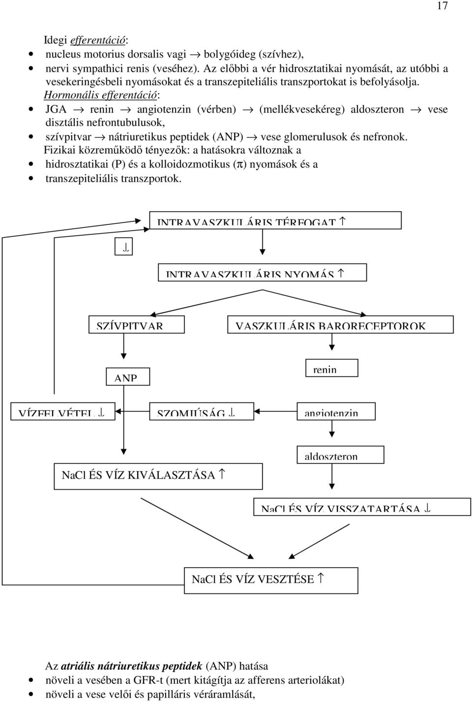 Hormonális efferentáció: JGA renin angiotenzin (vérben) (mellékvesekéreg) aldoszteron vese disztális nefrontubulusok, szívpitvar nátriuretikus peptidek (ANP) vese glomerulusok és nefronok.