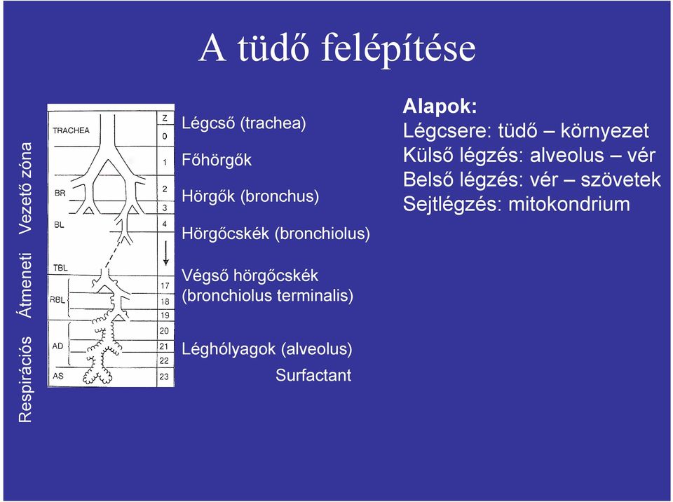 terminalis) Léghólyagok (alveolus) Surfactant Alapok: Légcsere: tüdő