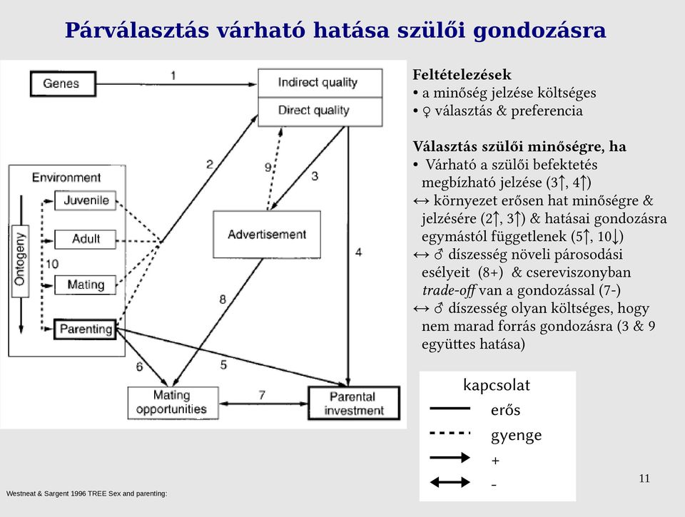 gondozásra egymástól függetlenek (5, 10 ) díszesség növeli párosodási esélyeit (8+) & csereviszonyban trade-off van a gondozással (7-)