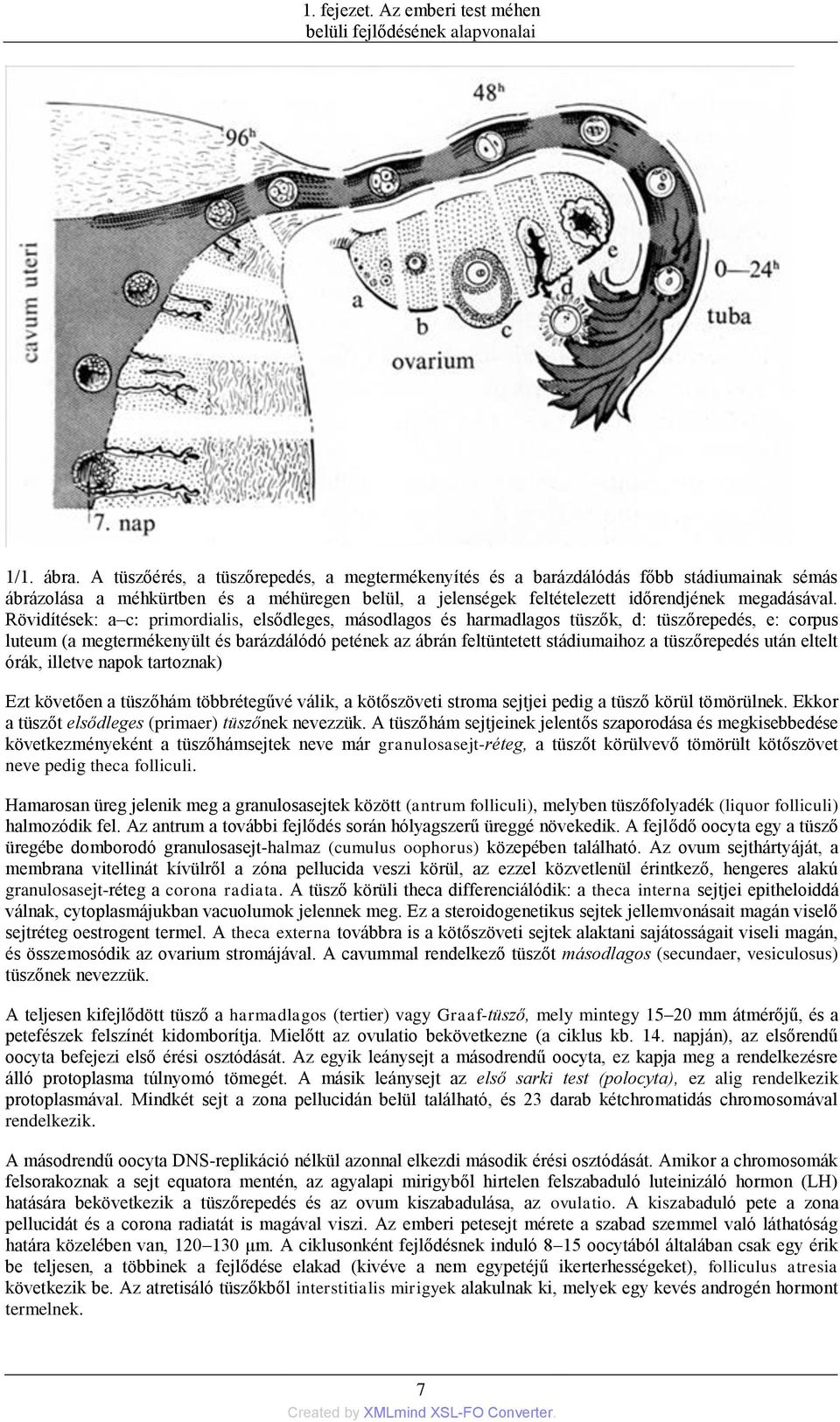 Rövidítések: a c: primordialis, elsődleges, másodlagos és harmadlagos tüszők, d: tüszőrepedés, e: corpus luteum (a megtermékenyült és barázdálódó petének az ábrán feltüntetett stádiumaihoz a