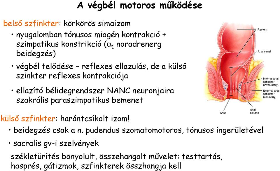 neuronjaira szakrális paraszimpatikus bemenet külsı szfinkter: harántcsíkolt izom! beidegzés csak a n.