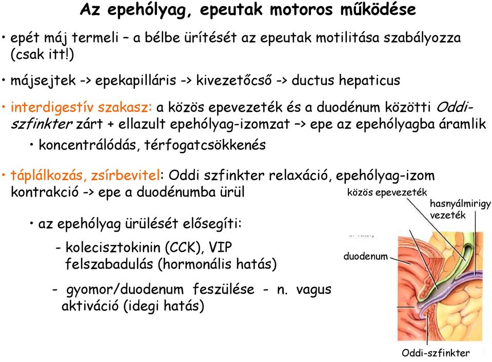 epehólyag-izomzat > epe az epehólyagba áramlik koncentrálódás, térfogatcsökkenés táplálkozás, zsírbevitel: Oddi szfinkter relaxáció, epehólyag-izom kontrakció -> epe a