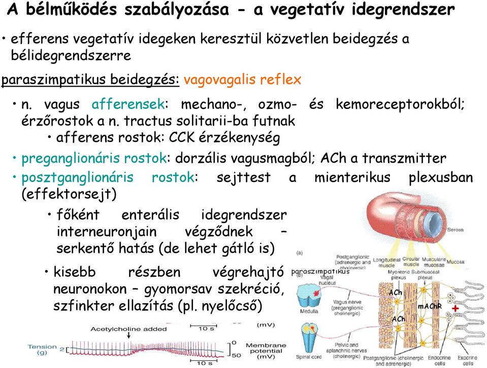 tractus solitarii-ba futnak afferens rostok: CCK érzékenység preganglionáris rostok: dorzális vagusmagból; ACh a transzmitter posztganglionáris rostok: