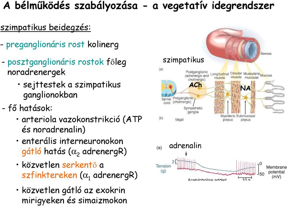 vazokonstrikció (ATP és noradrenalin) enterális interneuronokon gátló hatás (α 2 adrenergr) közvetlen serkentı