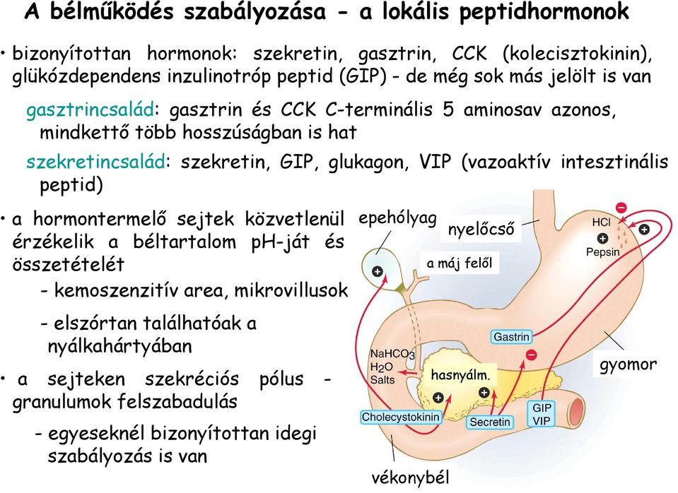 (vazoaktív intesztinális peptid) a hormontermelı sejtek közvetlenül érzékelik a béltartalom ph-ját és összetételét - kemoszenzitív area, mikrovillusok - elszórtan találhatóak