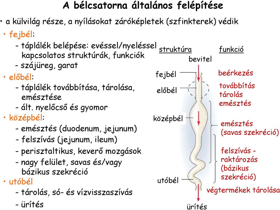 nyelıcsı és gyomor középbél: - emésztés (duodenum, jejunum) - felszívás (jejunum, ileum) - perisztaltikus, keverı mozgások - nagy felület, savas és/vagy bázikus