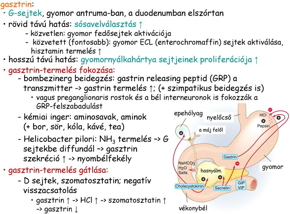 transzmitter -> gastrin termelés ; (+ szimpatikus beidegzés is) vagus preganglionaris rostok és a bél interneuronok is fokozzák a GRP-felszabadulást - kémiai inger: aminosavak, aminok (+ bor, sör,