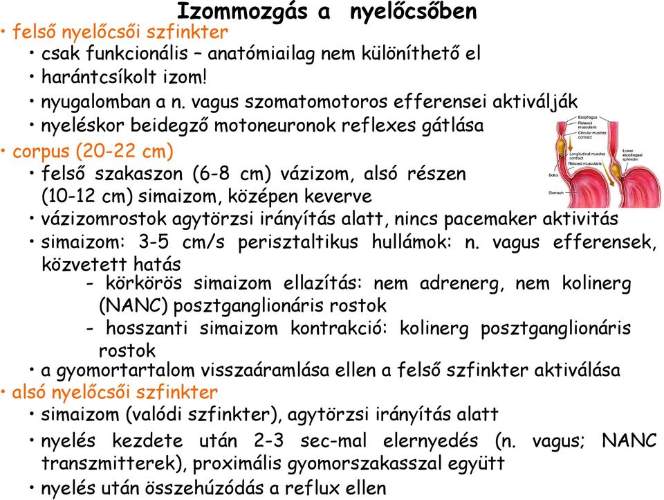 vázizomrostok agytörzsi irányítás alatt, nincs pacemaker aktivitás simaizom: 3-5 cm/s perisztaltikus hullámok: n.