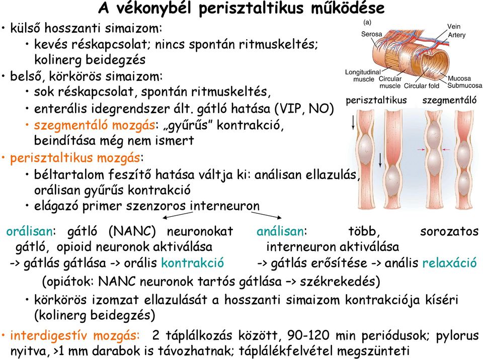 gátló hatása (VIP, NO) szegmentáló mozgás: győrős kontrakció, beindítása még nem ismert perisztaltikus mozgás: béltartalom feszítı hatása váltja ki: análisan ellazulás, orálisan győrős kontrakció