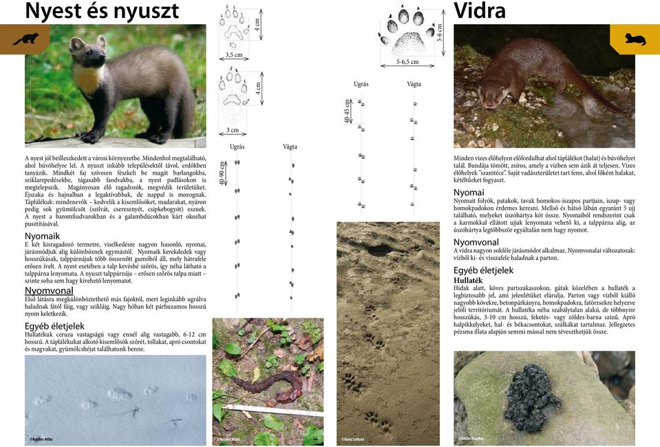 Magányosan élő ragadozók, megvédik területüket. Éjszaka és hajnalban a legaktívabbak, de nappal is mozognak.