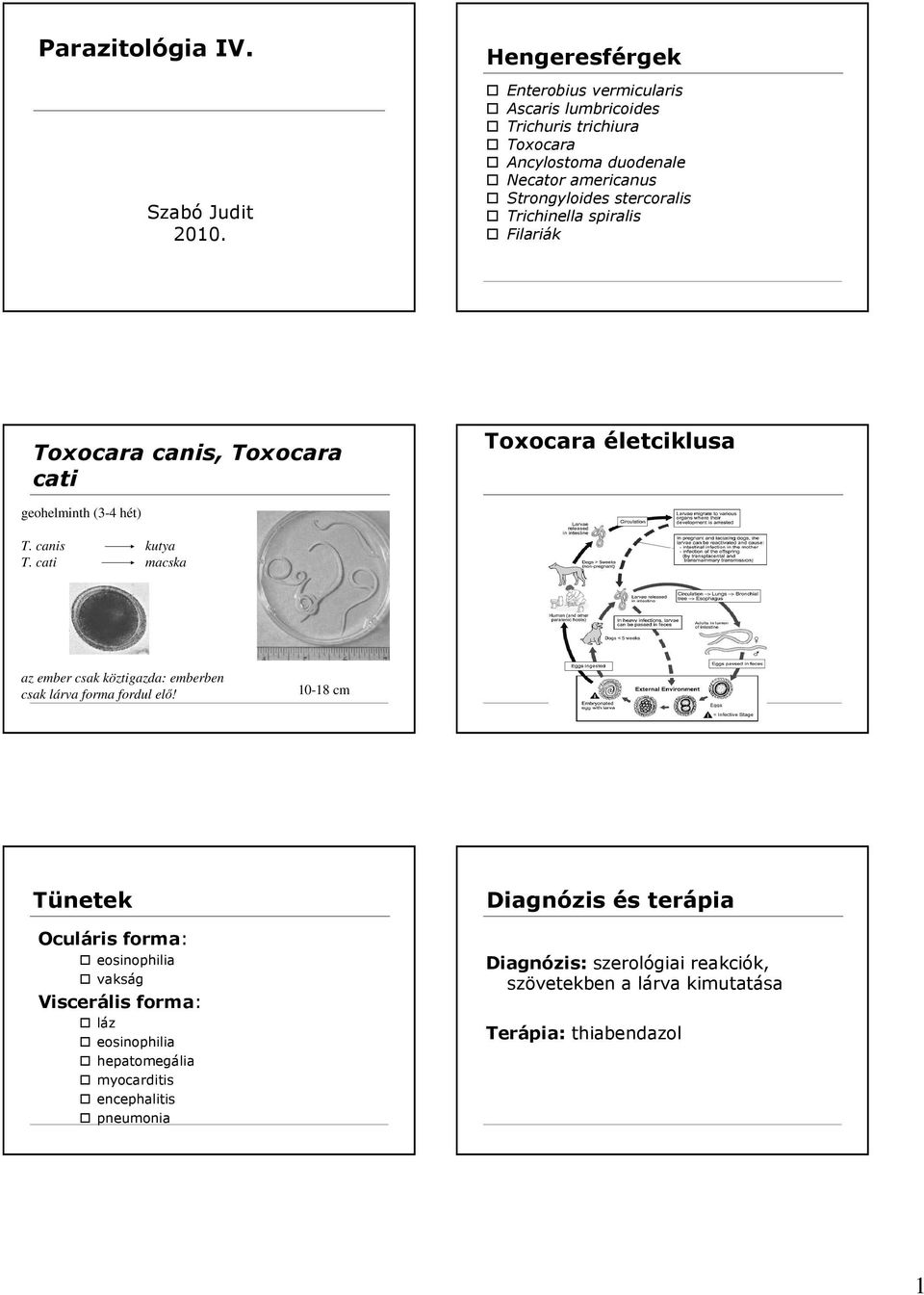 Strongyloides stercoralis Trichinella spiralis Filariák Toxocara canis, Toxocara cati Toxocara geohelminth (3-4 hét) T. canis kutya T.