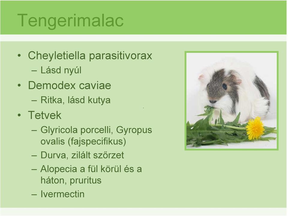 porcelli, Gyropus ovalis (fajspecifikus) Durva,