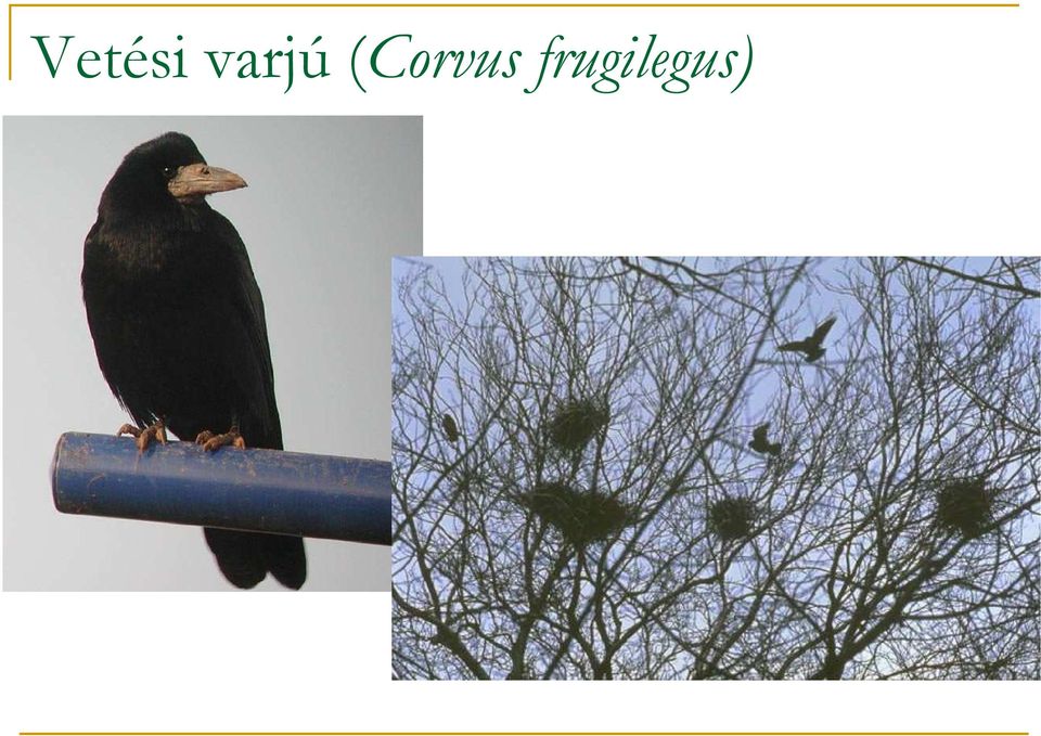 (Corvus