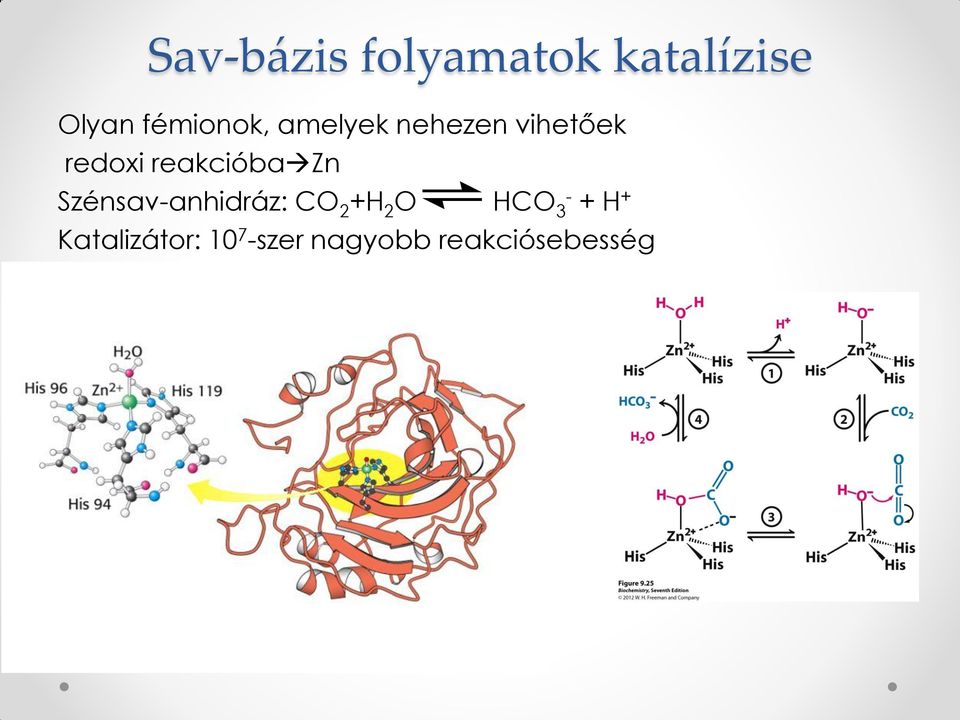 reakcióba Zn Szénsav-anhidráz: CO 2 +H 2 O