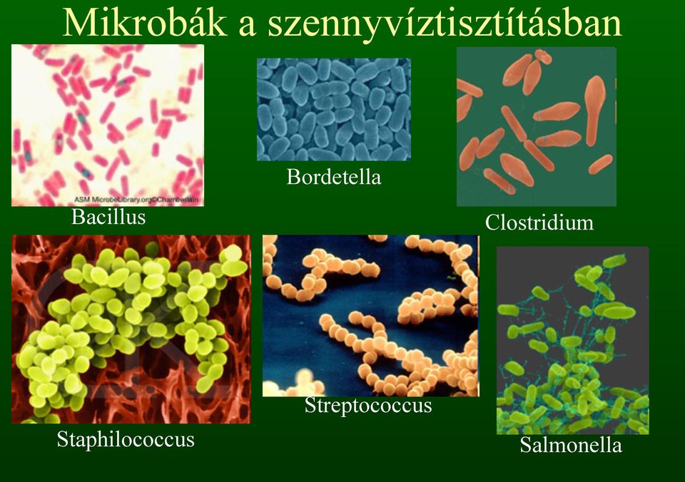 Bacillus Bordetella