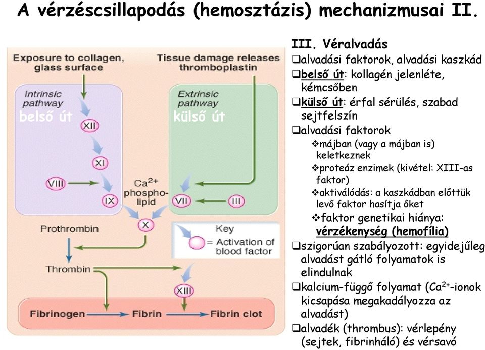 (vagy a májban is) keletkeznek proteáz enzimek (kivétel: XIII-as faktor) aktiválódás: a kaszkádban előttük levő faktor hasítja őket faktor genetikai hiánya: