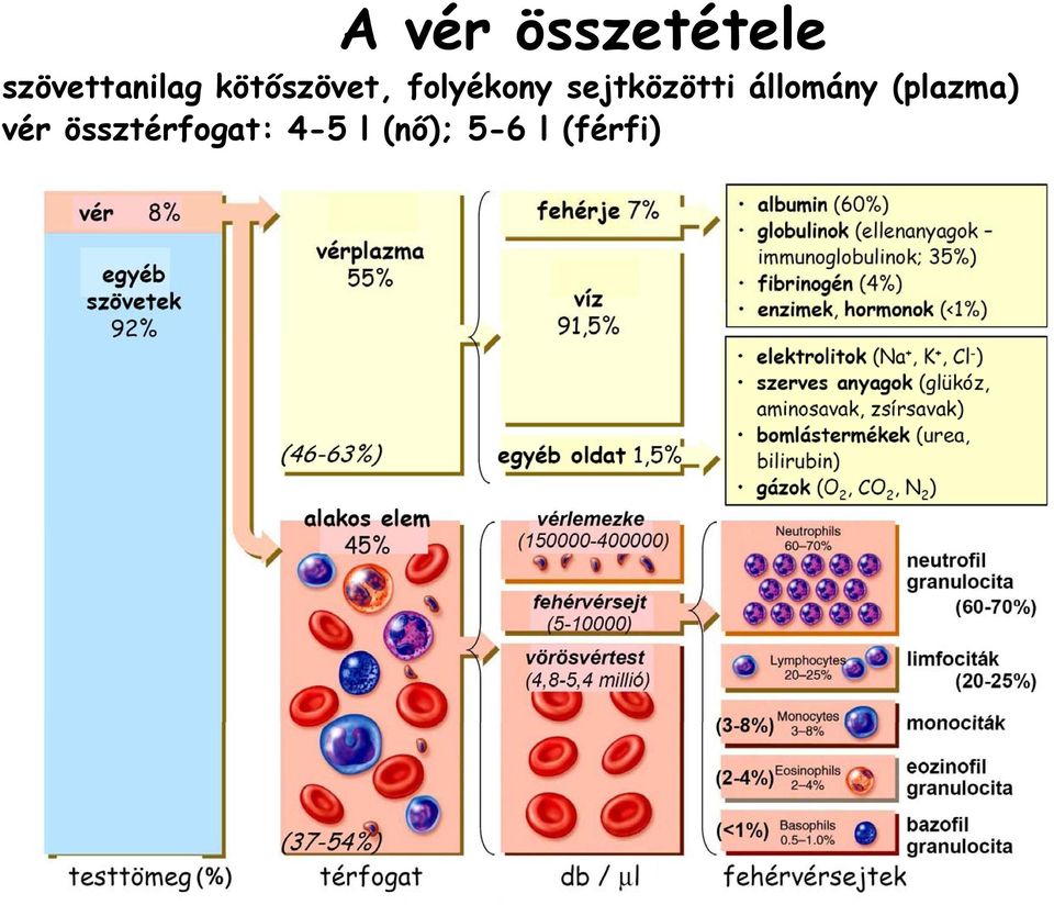 sejtközötti állomány (plazma)