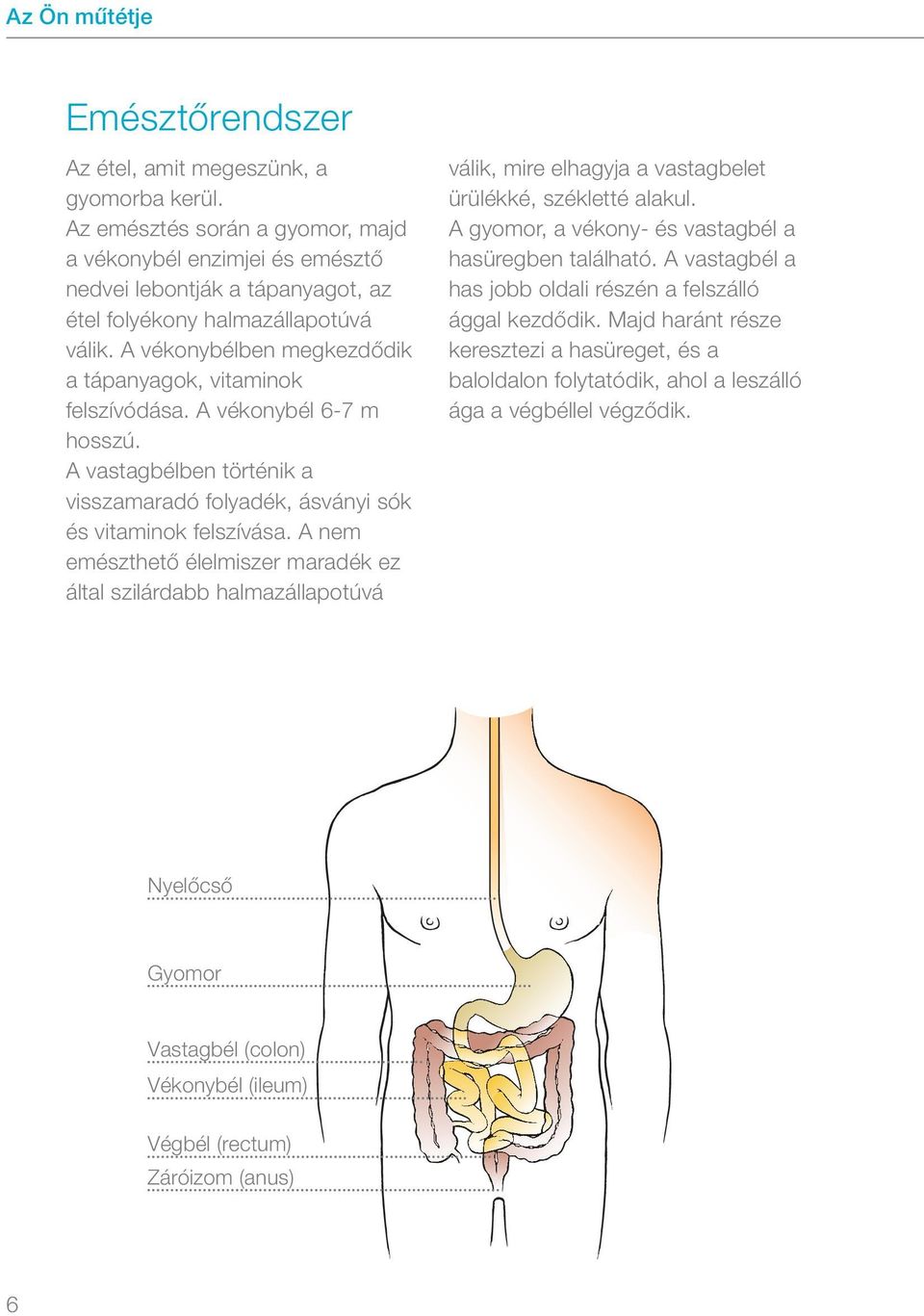 A vékonybélben megkezdődik a tápanyagok, vitaminok felszívódása. A vékonybél 6-7 m hosszú. A vastagbélben történik a visszamaradó folyadék, ásványi sók és vitaminok felszívása.