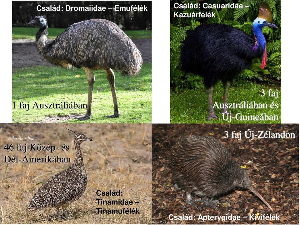 Dél-Amerikában 3 faj Ausztráli liában és Új-Guineában 3