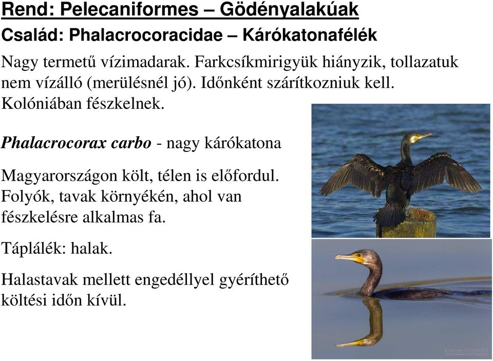 Kolóniában fészkelnek. Phalacrocorax carbo - nagy kárókatona Magyarországon költ, télen is előfordul.