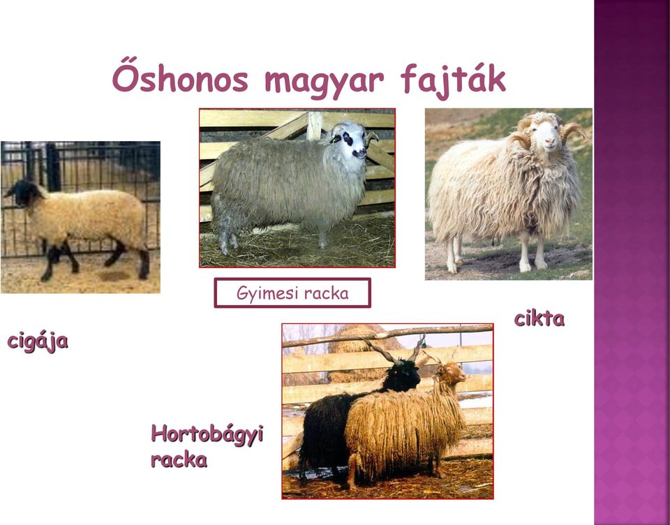 Gyimesi racka