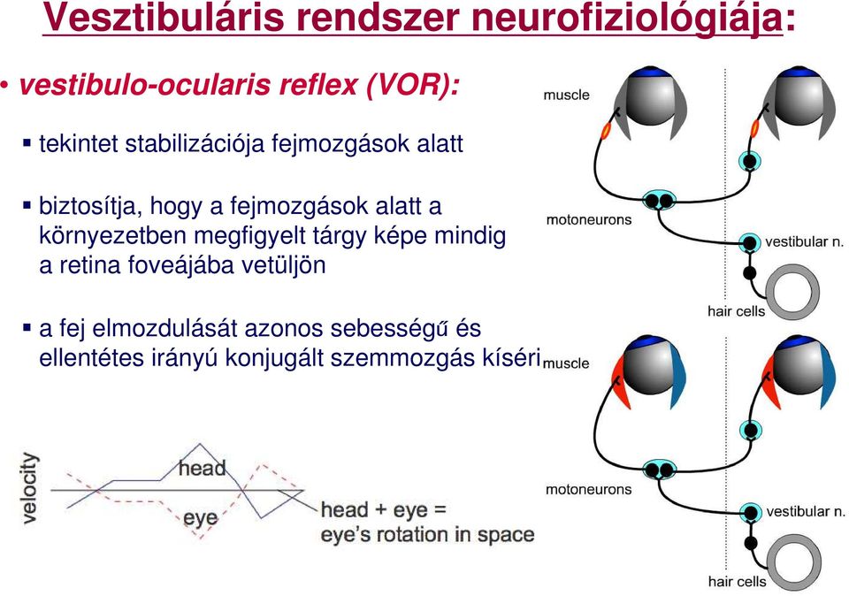 alatt a környezetben megfigyelt tárgy képe mindig a retina foveájába vetüljön